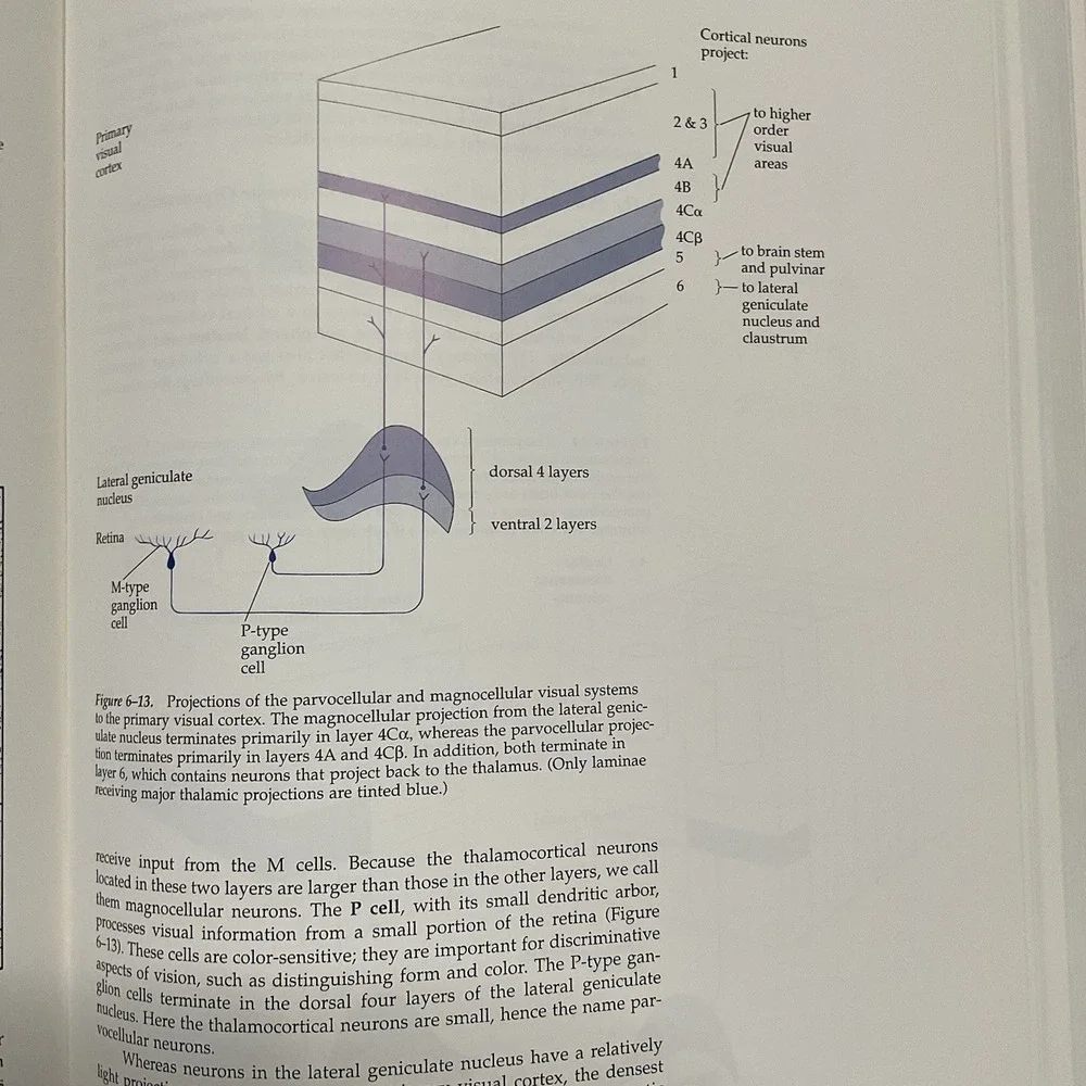 Neuroanatomy‎ Atlas John H. Martin Text And Atlas Second Edition